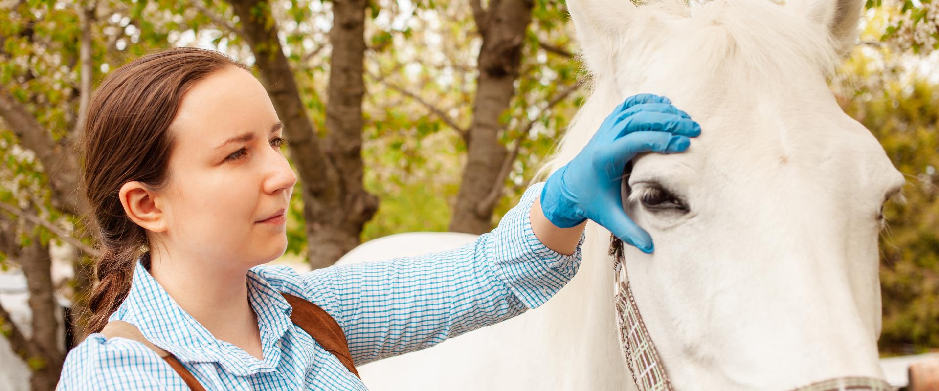 tratamiento medicinal caballo