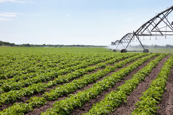 agua ozonizada en la agricultura