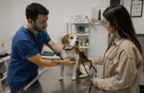 ozonoterapia veterinaria para qué sirve